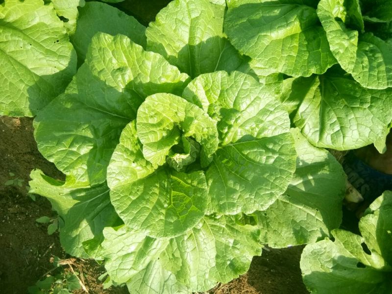 黄心菜白菜7斤以上毛菜