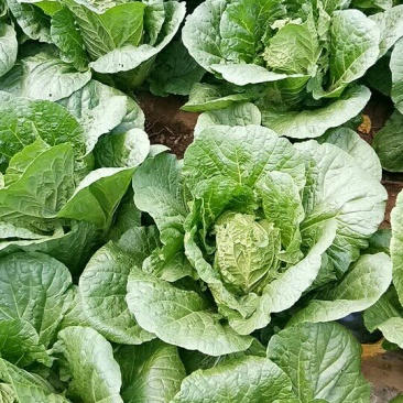 黄心菜白菜7斤以上毛菜