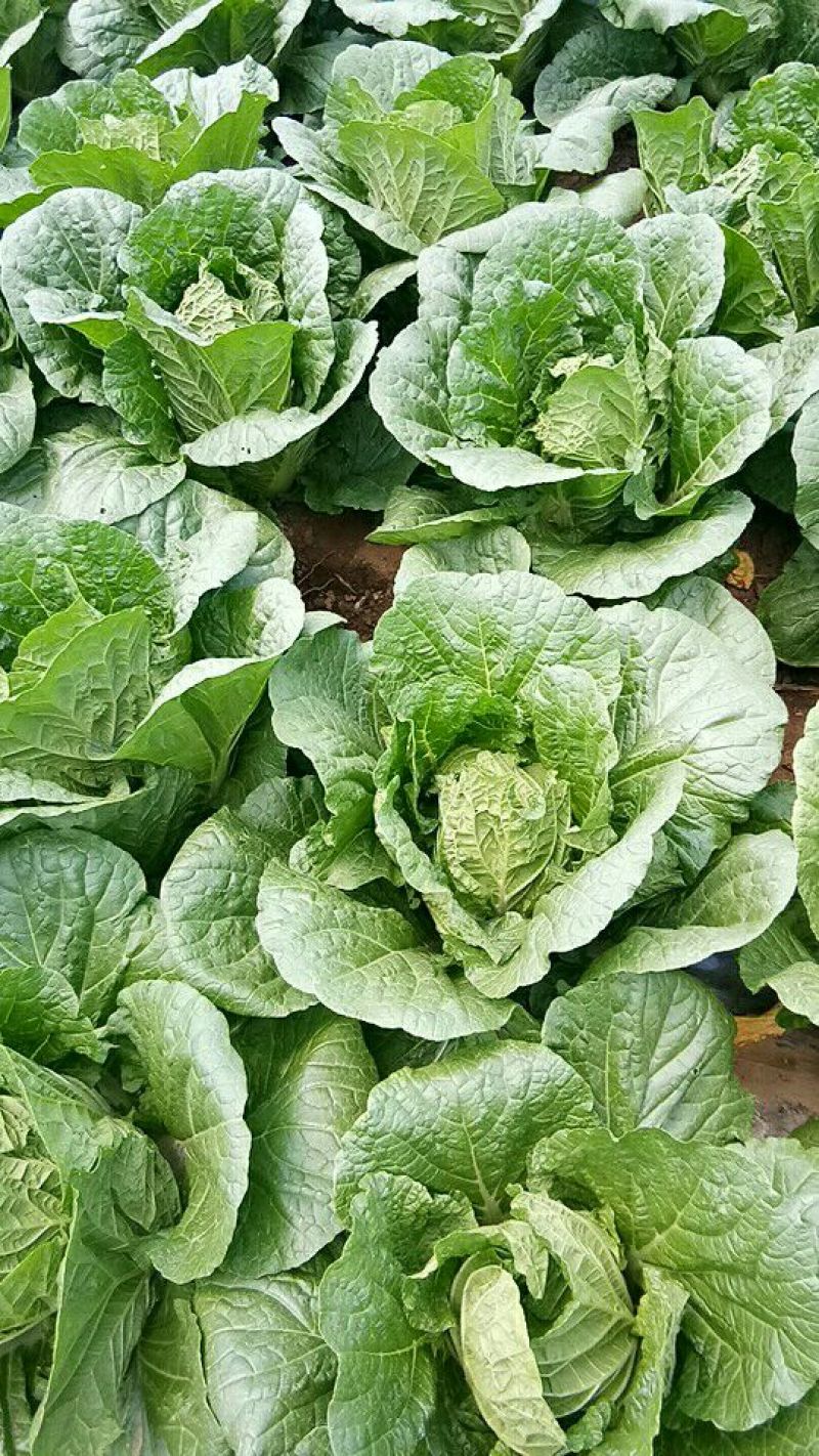 黄心菜白菜7斤以上毛菜