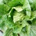 黄心菜白菜7斤以上毛菜