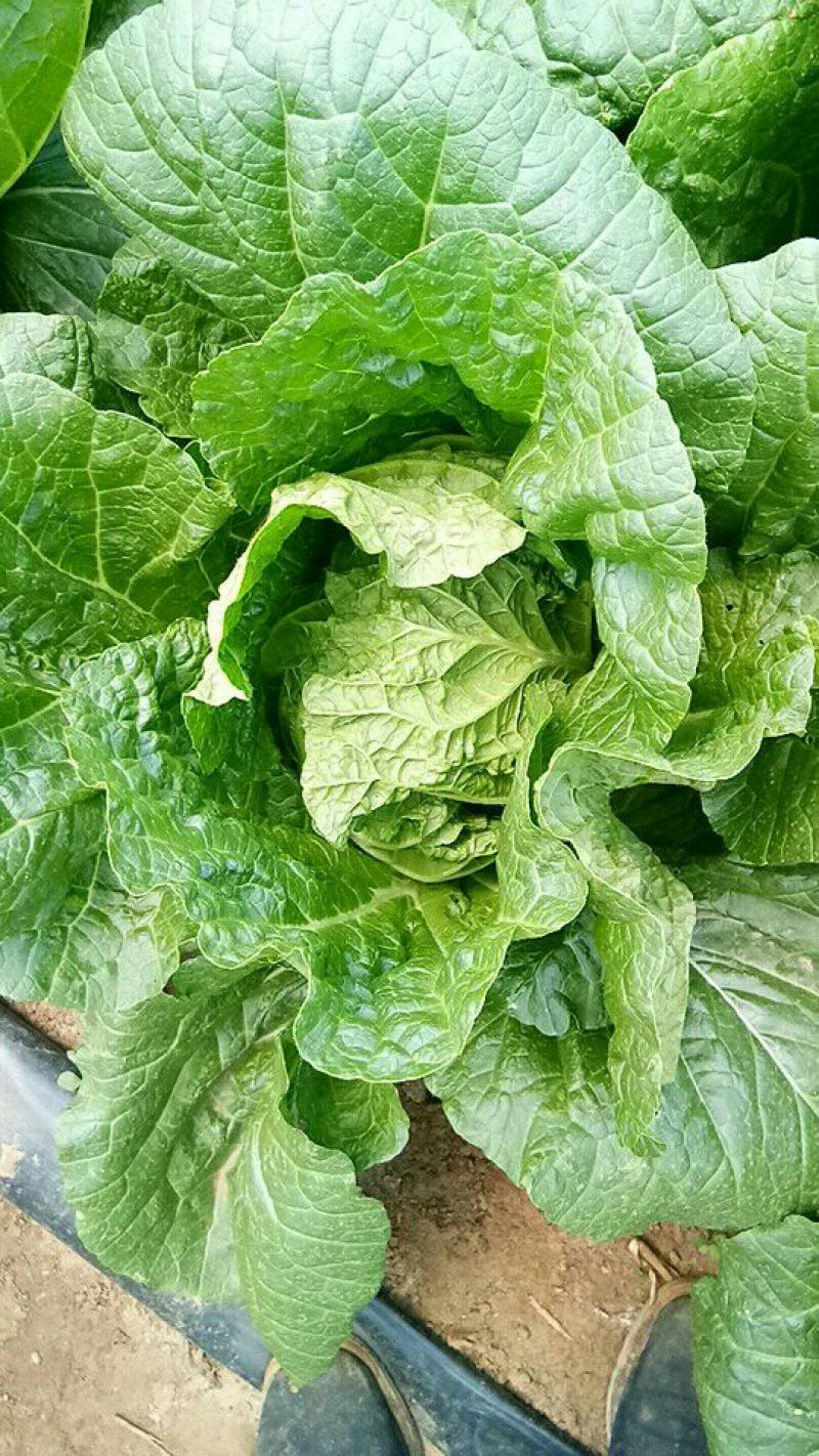 黄心菜白菜7斤以上毛菜