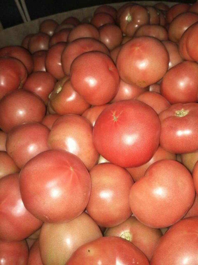 硬粉西红柿通货硬粉弧二以上欢迎来电咨询优惠