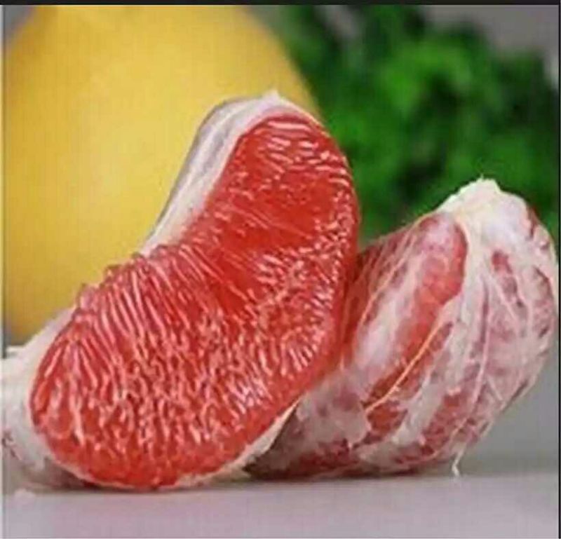 大三红蜜柚苗0.3m以下0.2~0.5cm