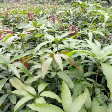 金煌芒树苗1~1.5m