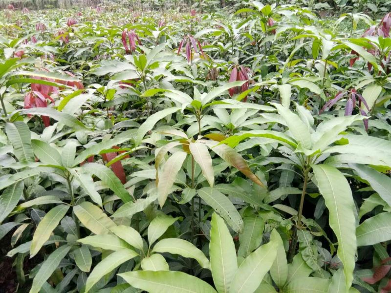 金煌芒树苗1~1.5m