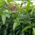 金煌芒树苗1~1.5m