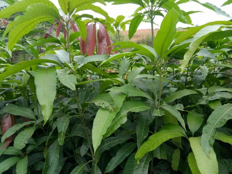 金煌芒树苗1~1.5m