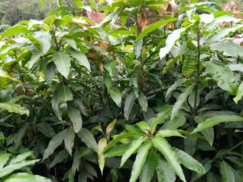 金煌芒树苗1~1.5m