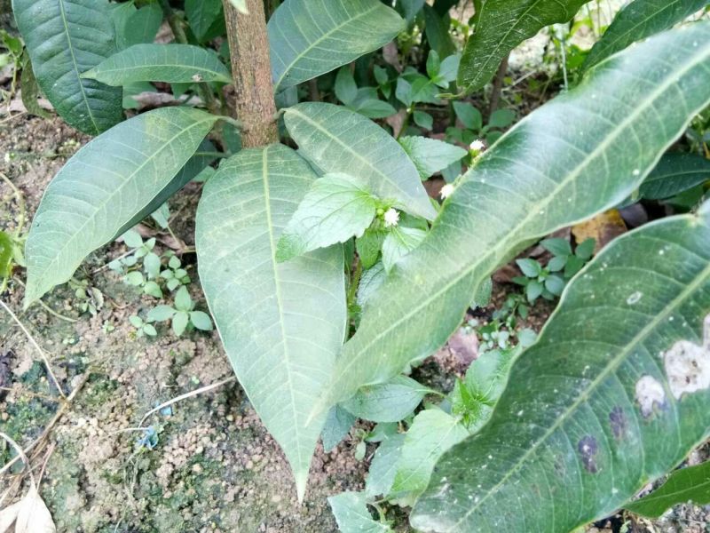 金煌芒树苗1~1.5m