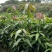 金煌芒树苗1~1.5m