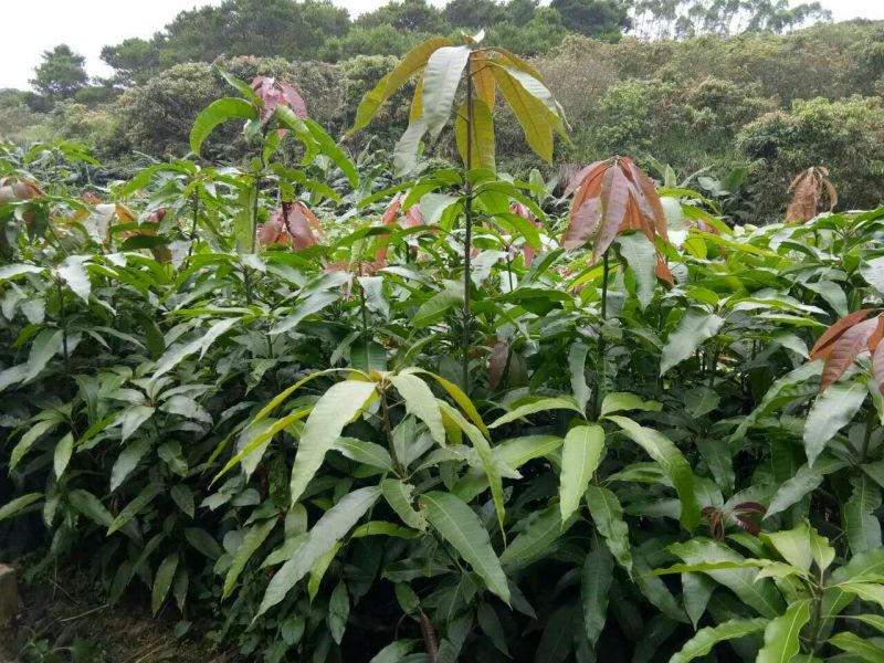 金煌芒树苗1~1.5m