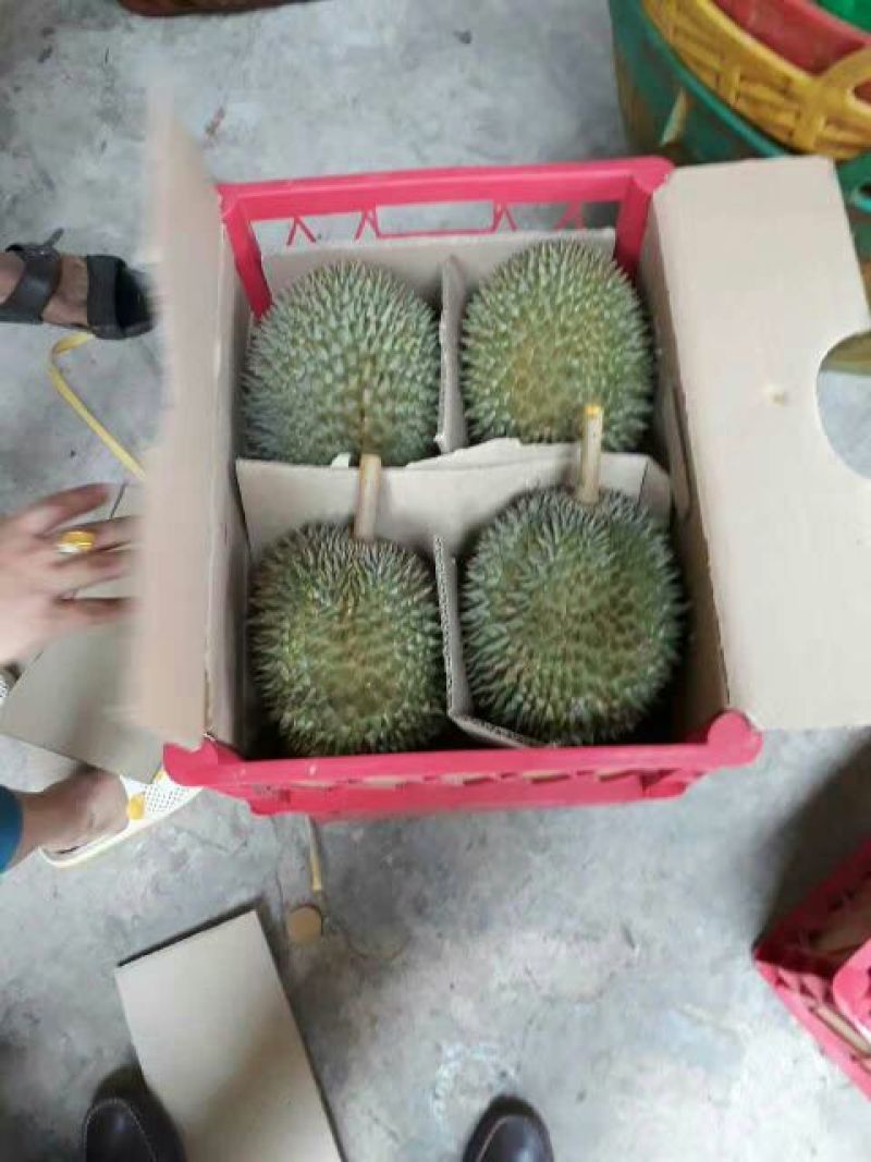 榴莲5~8斤