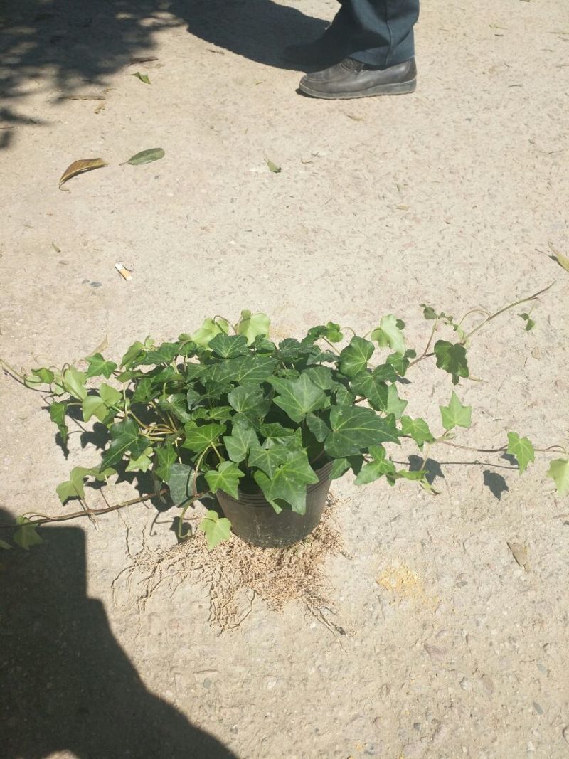 常春藤盆花含盆30cm以下