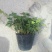 常春藤盆花含盆30cm以下