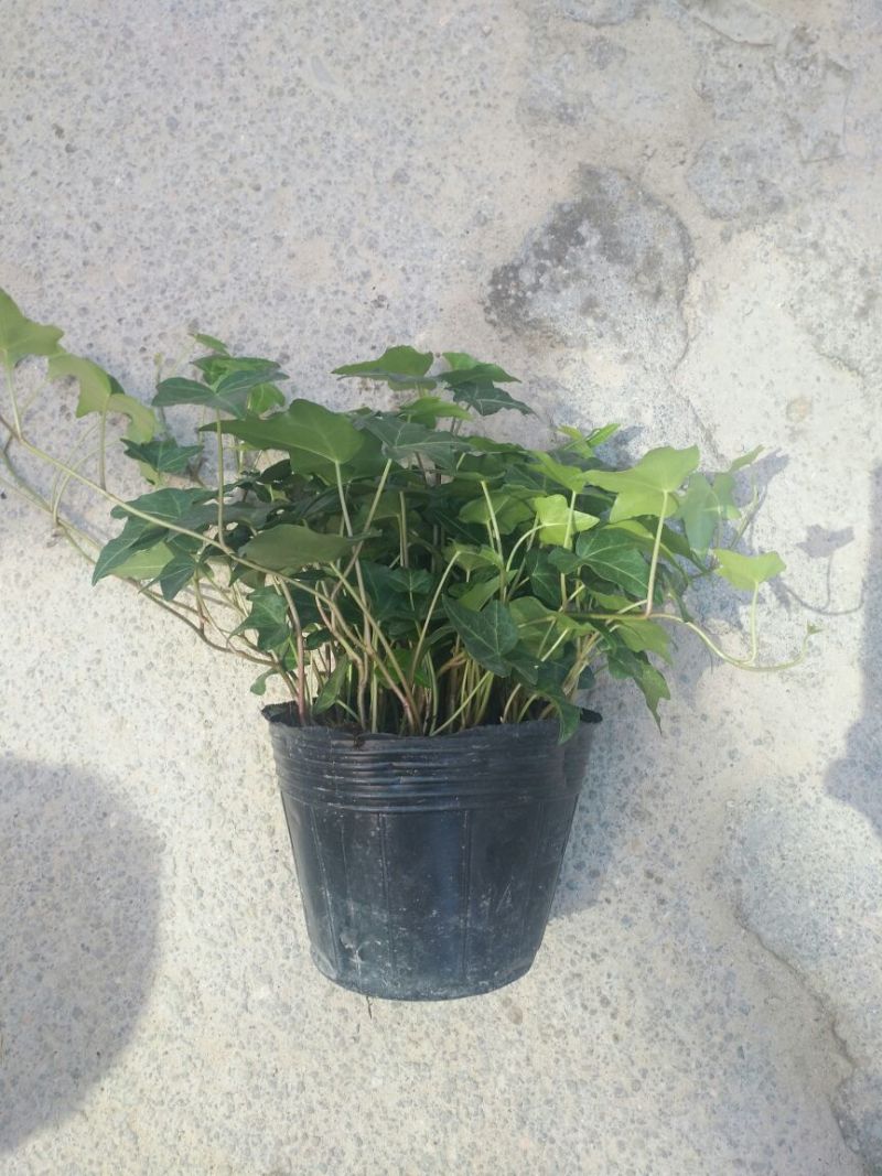 常春藤盆花含盆30cm以下