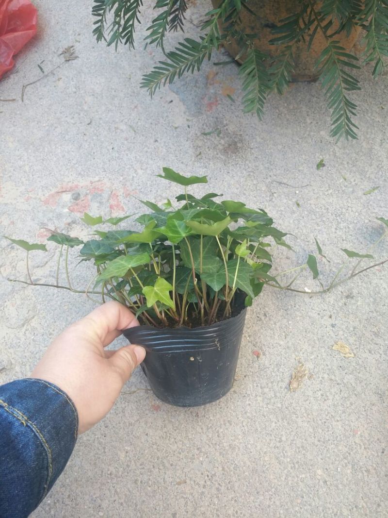 常春藤盆花含盆30cm以下
