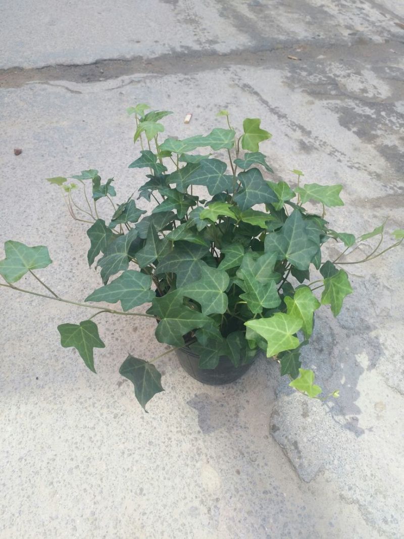 常春藤盆花含盆30cm以下