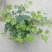 常春藤盆花含盆30cm以下