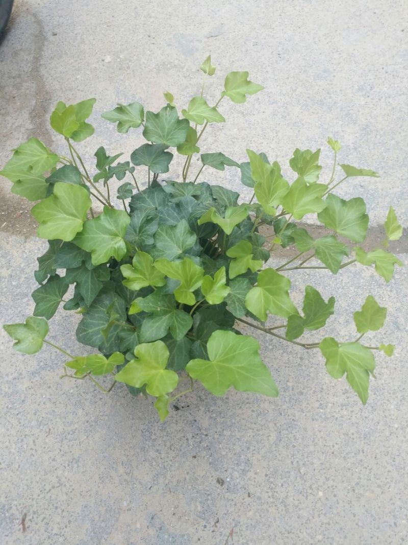 常春藤盆花含盆30cm以下