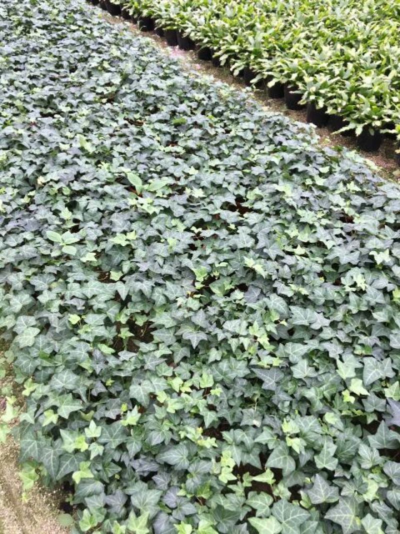 常春藤盆花含盆30cm以下