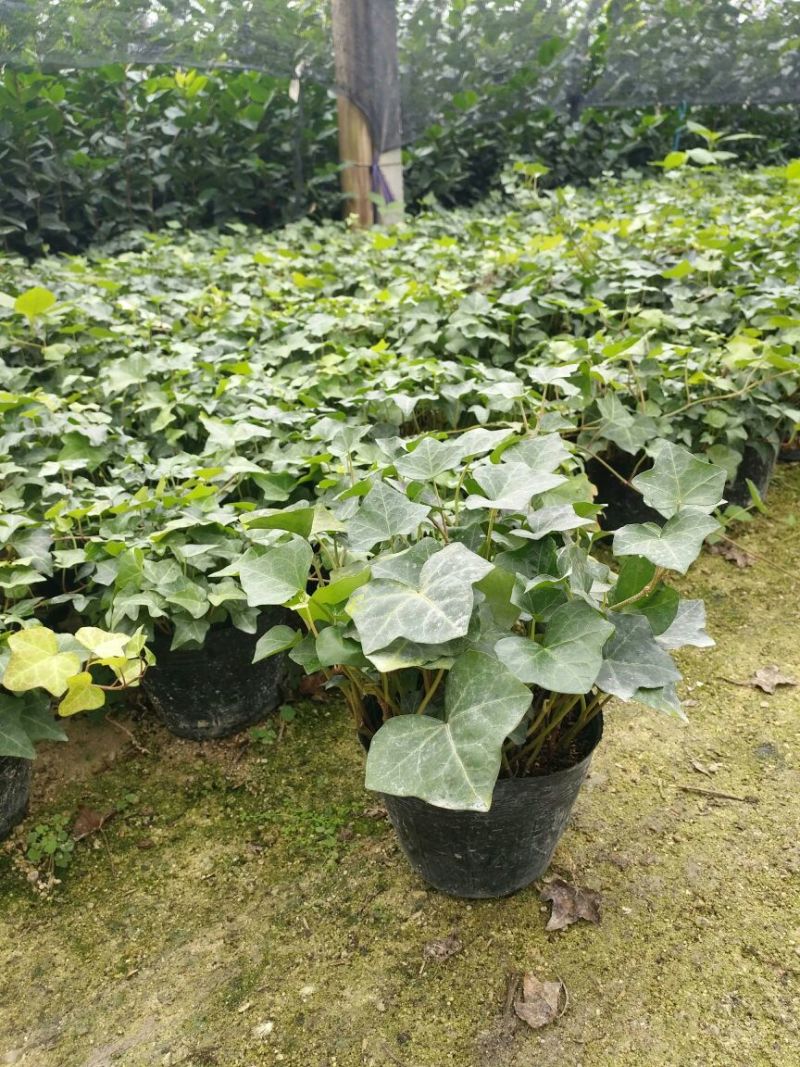 常春藤盆花含盆30cm以下