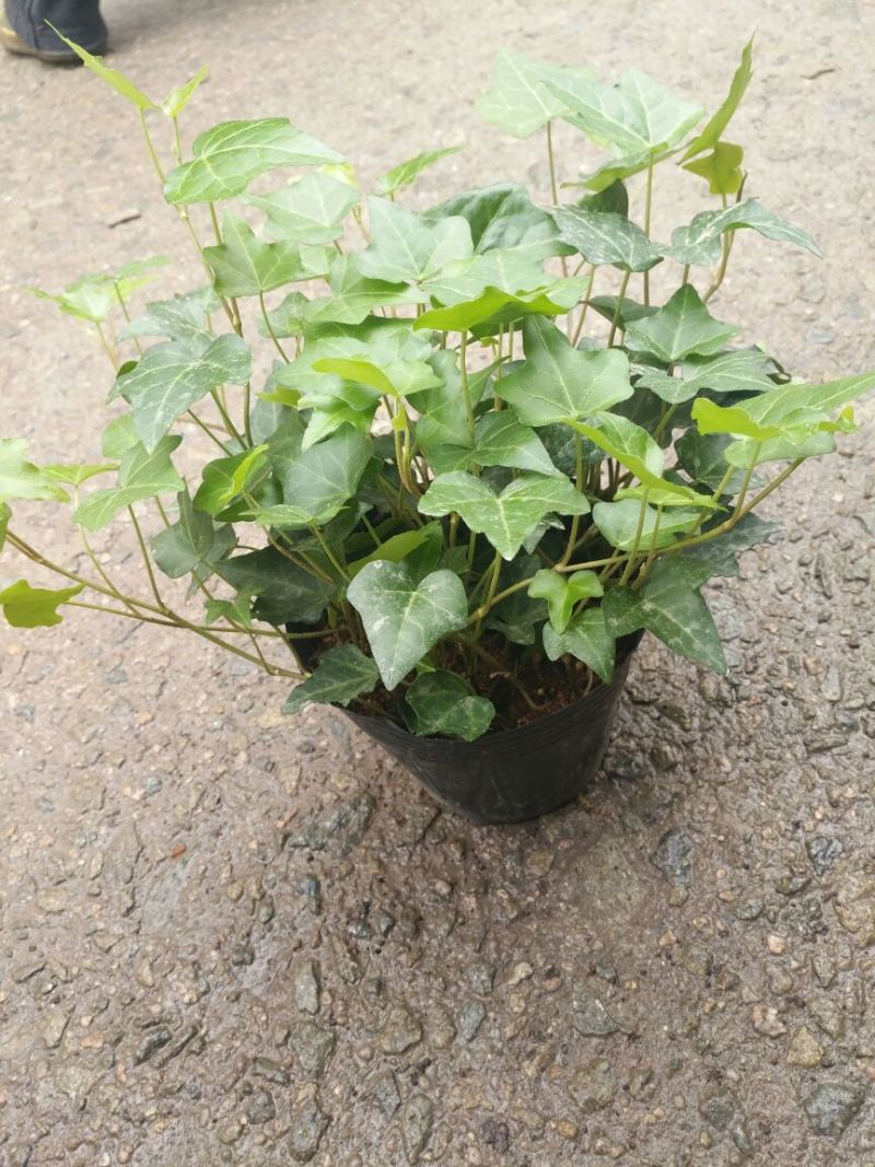 常春藤盆花含盆30cm以下