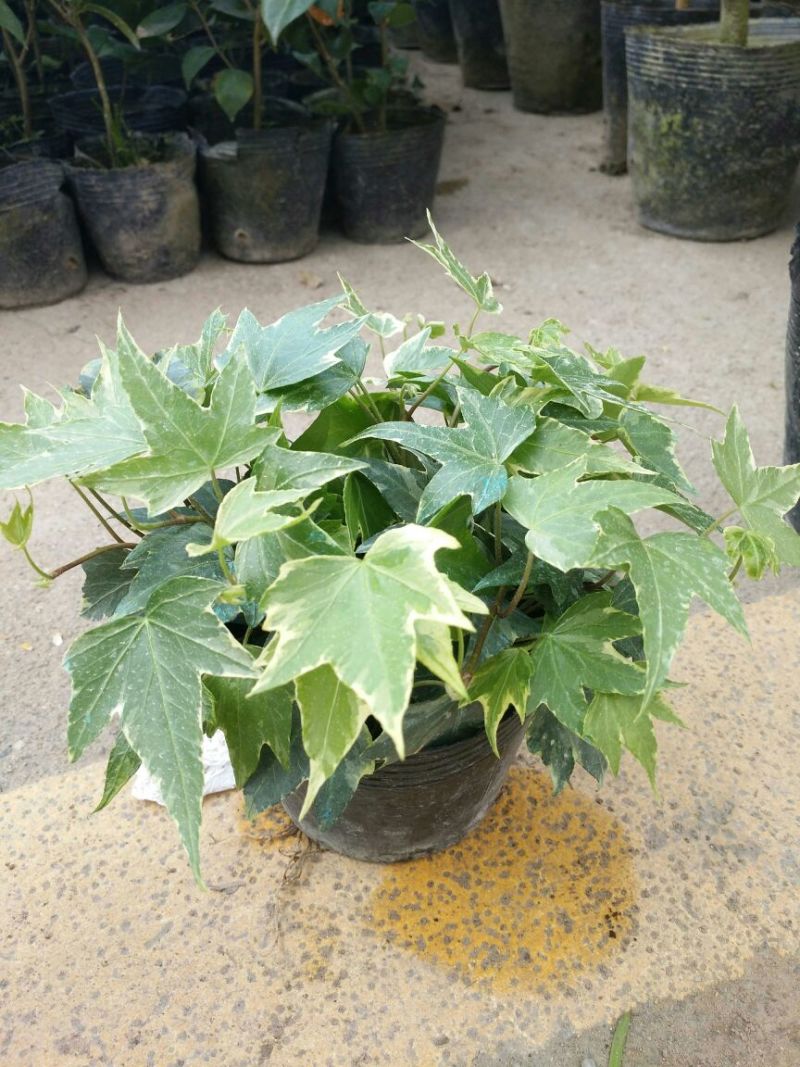 常春藤盆花含盆30cm以下