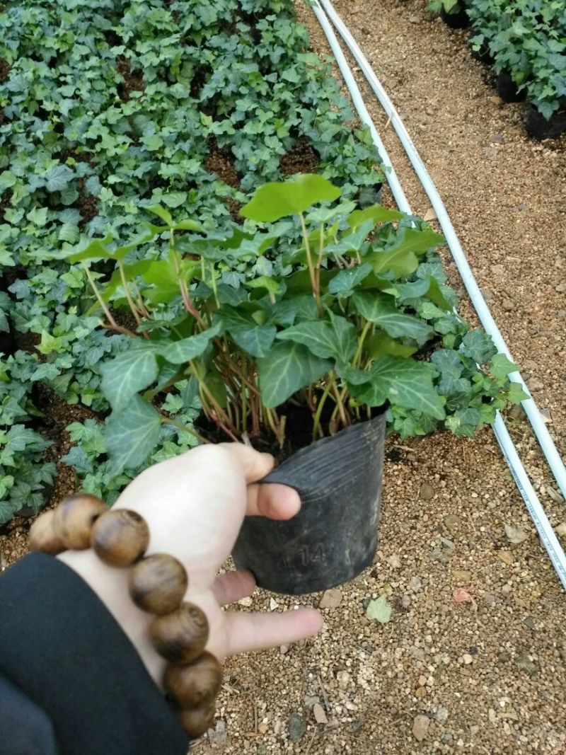 常春藤盆花含盆30cm以下