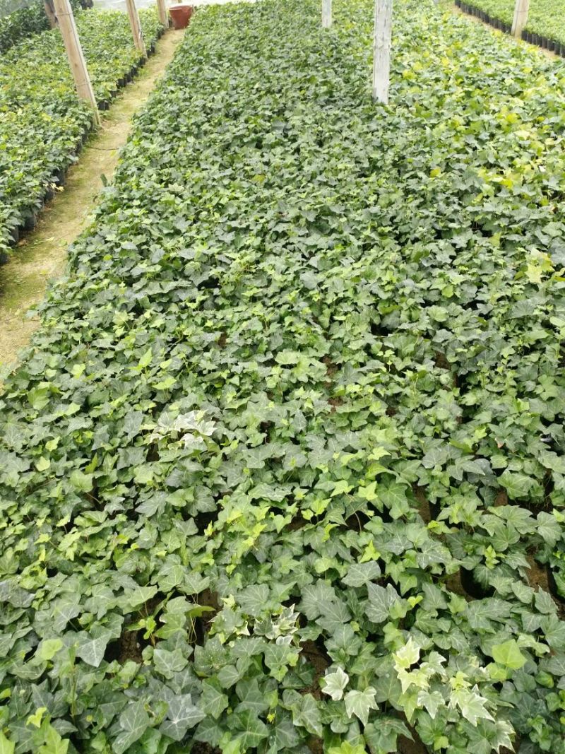 常春藤盆花含盆30cm以下