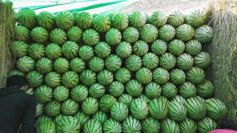 硒砂瓜、金花一号，金城5号