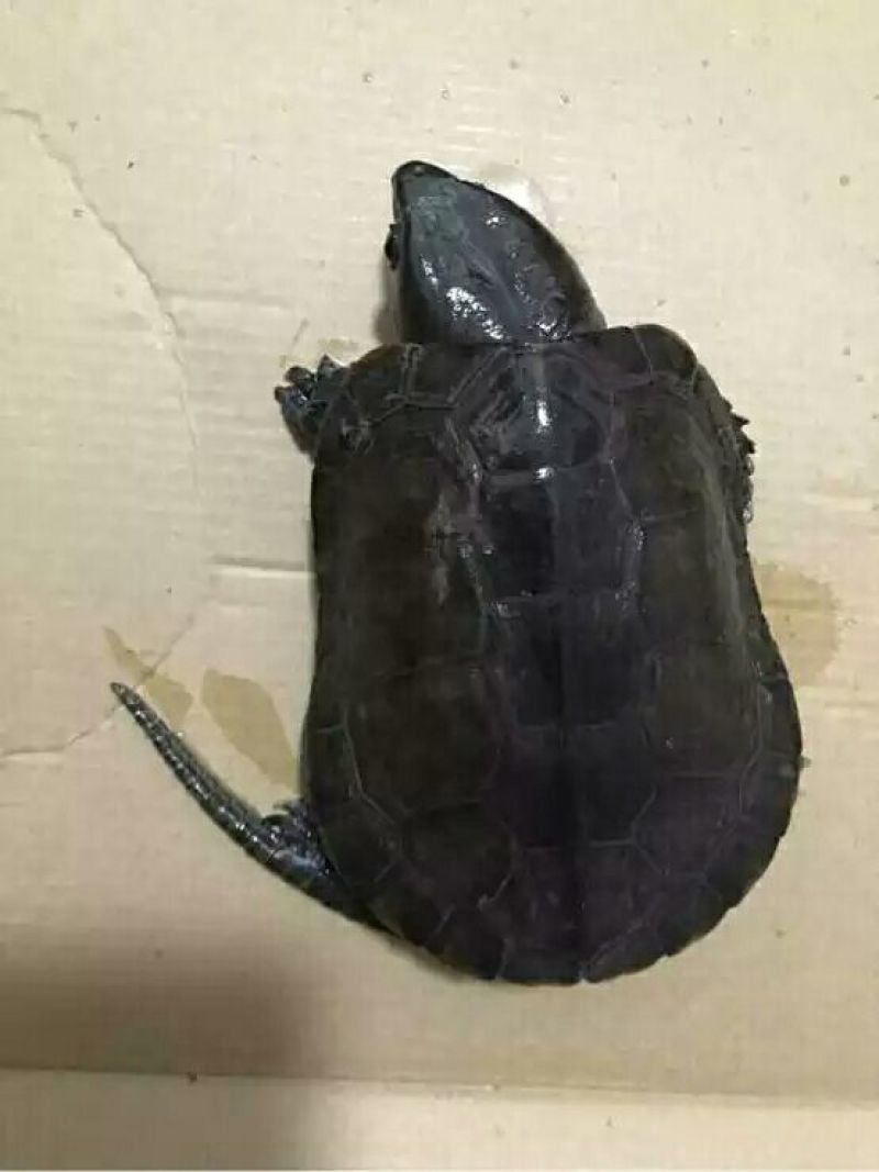 乌龟0.5~1斤小龟苗出售，，