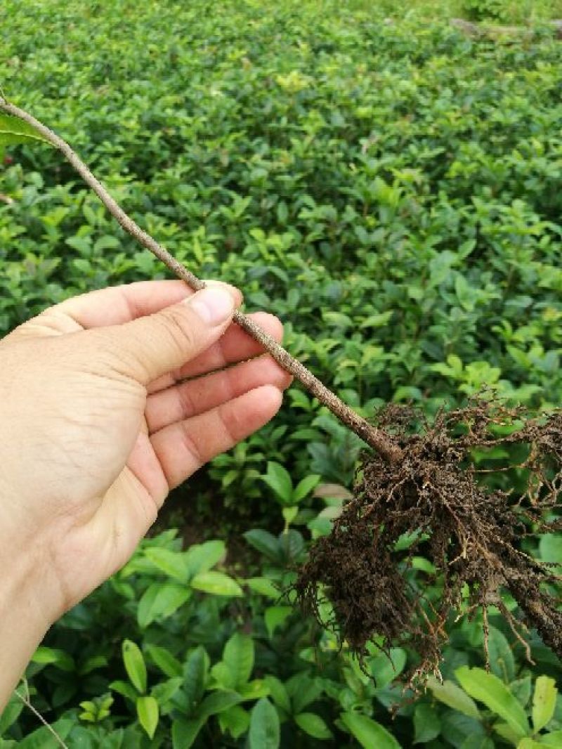 金桂花树苗30~50cm