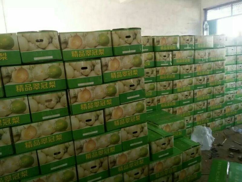 梨酥梨翠玉梨翠冠梨现摘现发全国发货