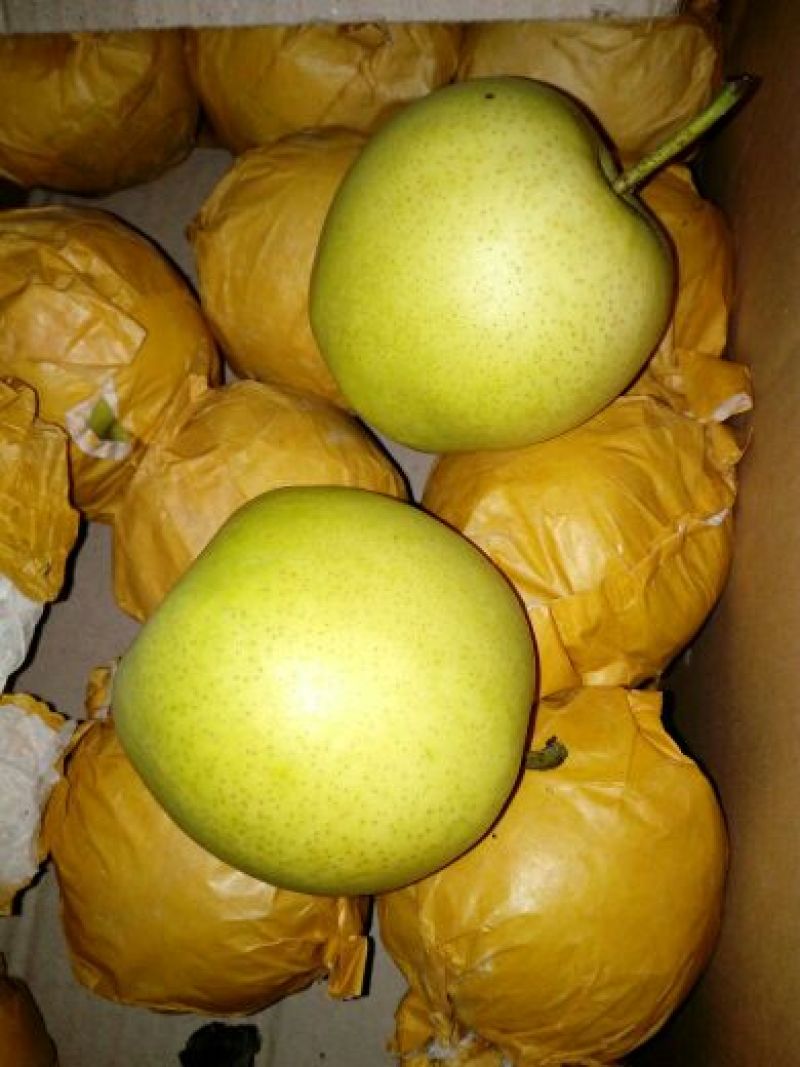 梨酥梨翠玉梨翠冠梨现摘现发全国发货