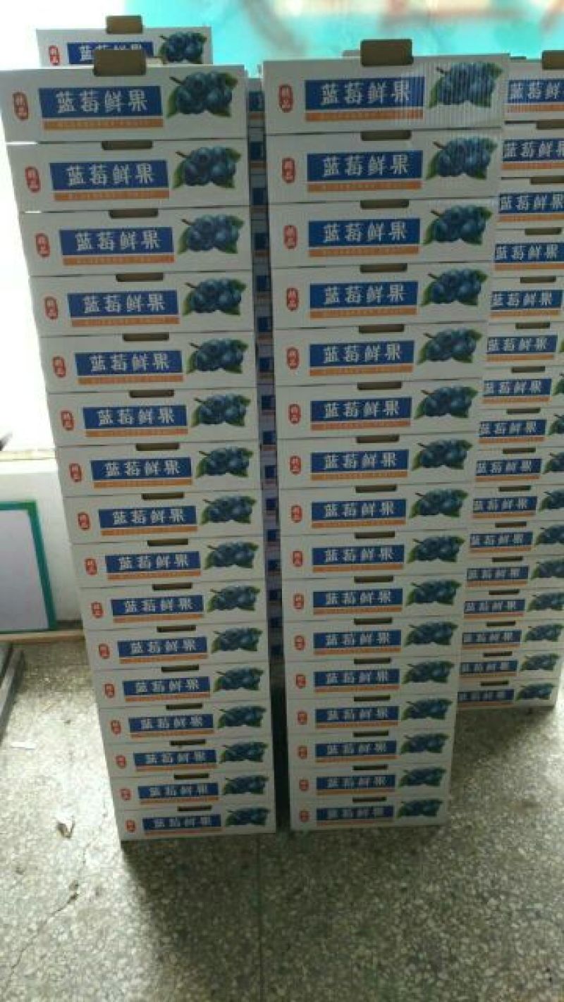 北陆蓝莓鲜果12~14mm以上