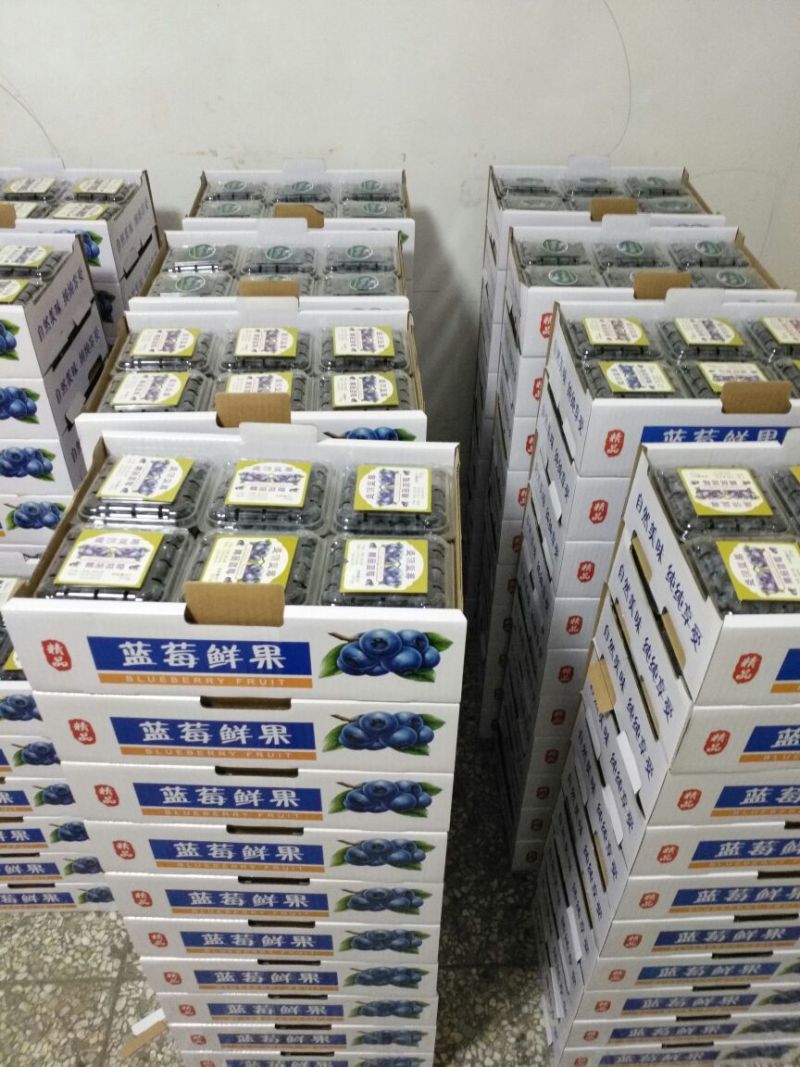 北陆蓝莓鲜果12~14mm以上