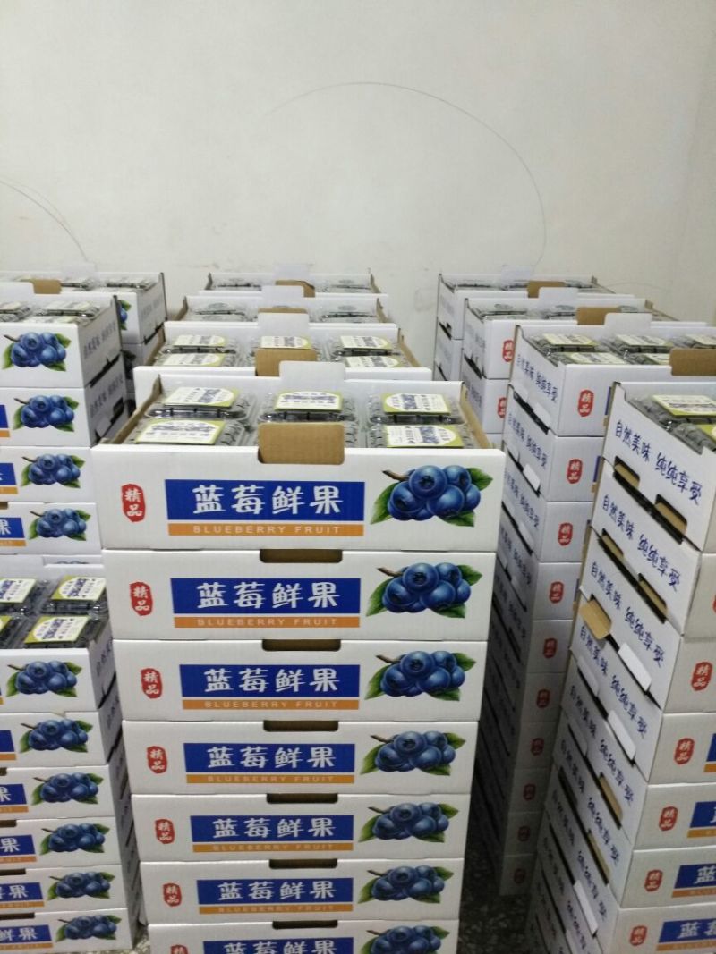 北陆蓝莓鲜果12~14mm以上