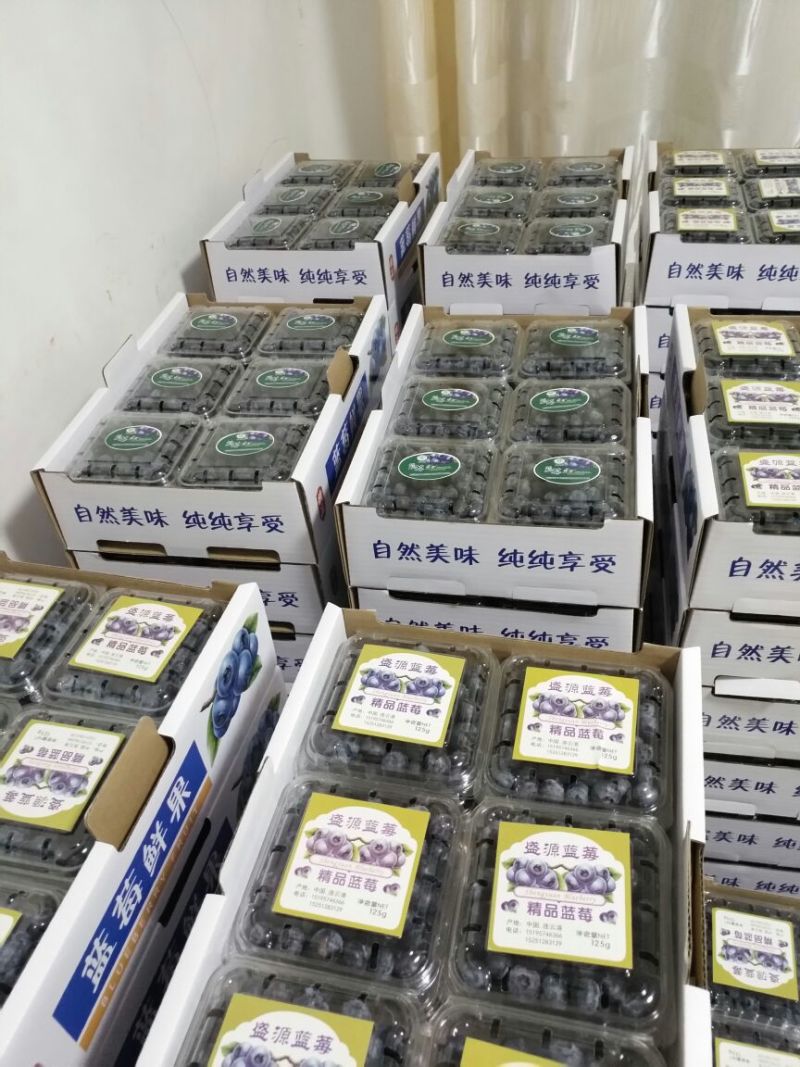 北陆蓝莓鲜果12~14mm以上