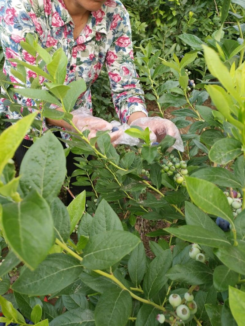 北陆蓝莓鲜果12~14mm以上