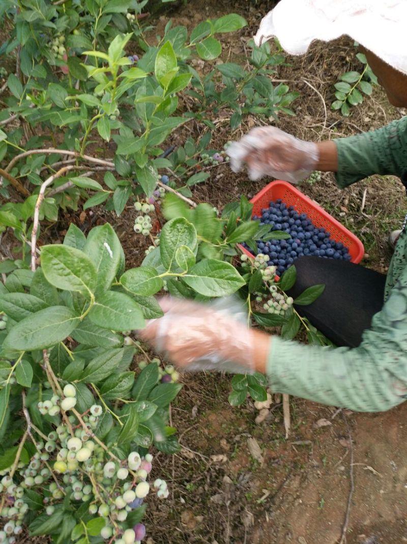 北陆蓝莓鲜果12~14mm以上