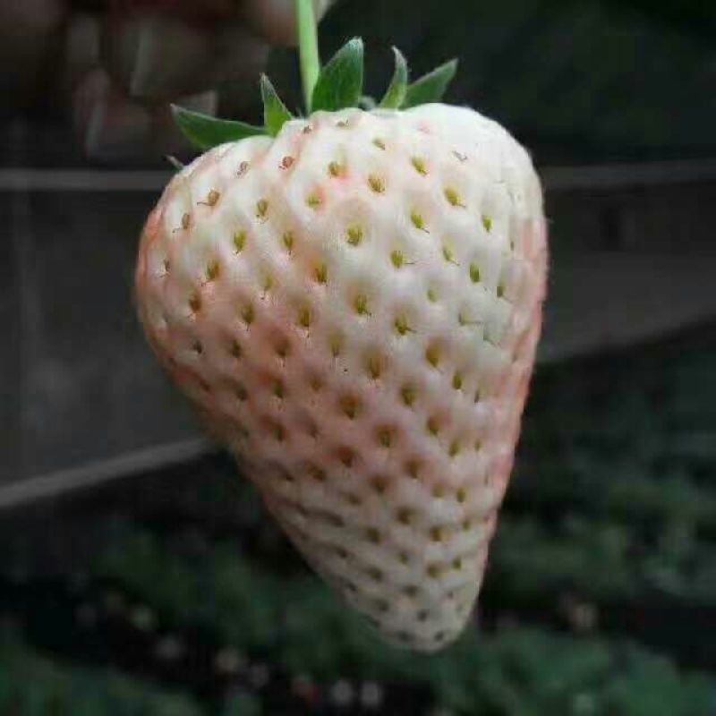 红颜草莓苗20~30cm