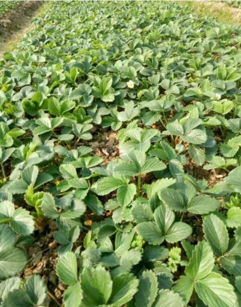 红颜草莓苗20~30cm