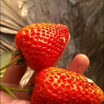 红颜草莓苗20~30cm