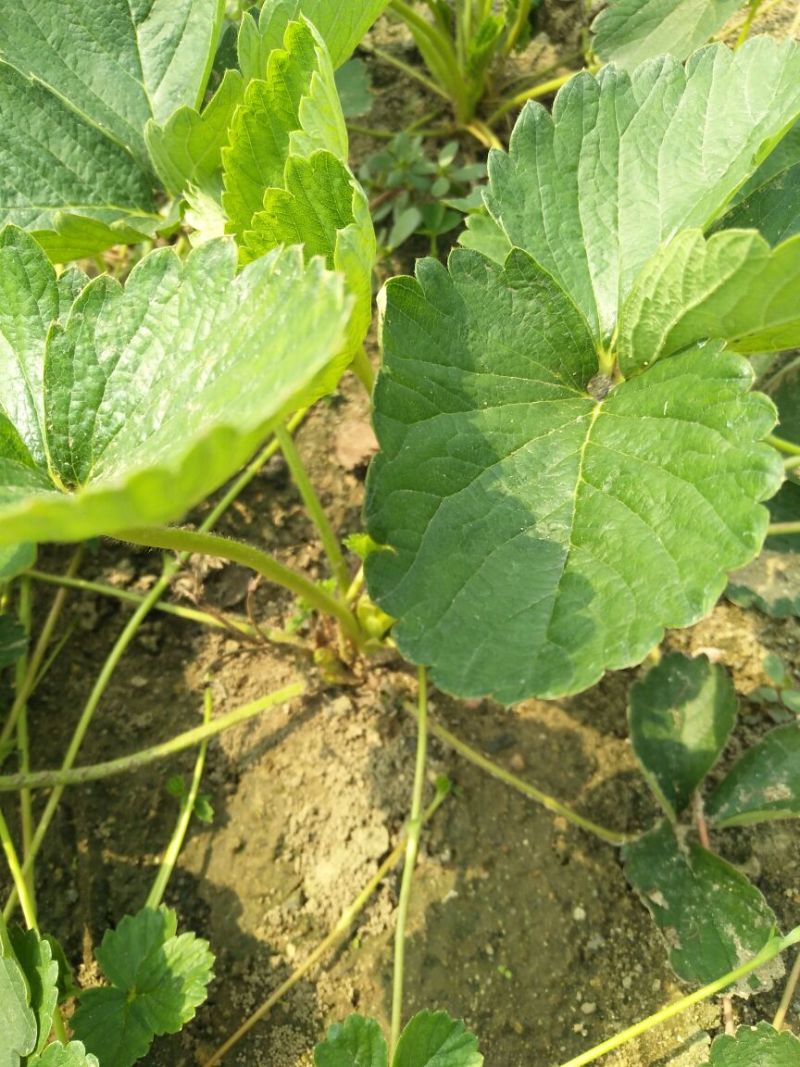 红颜草莓苗20~30cm