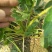 红颜草莓苗20~30cm