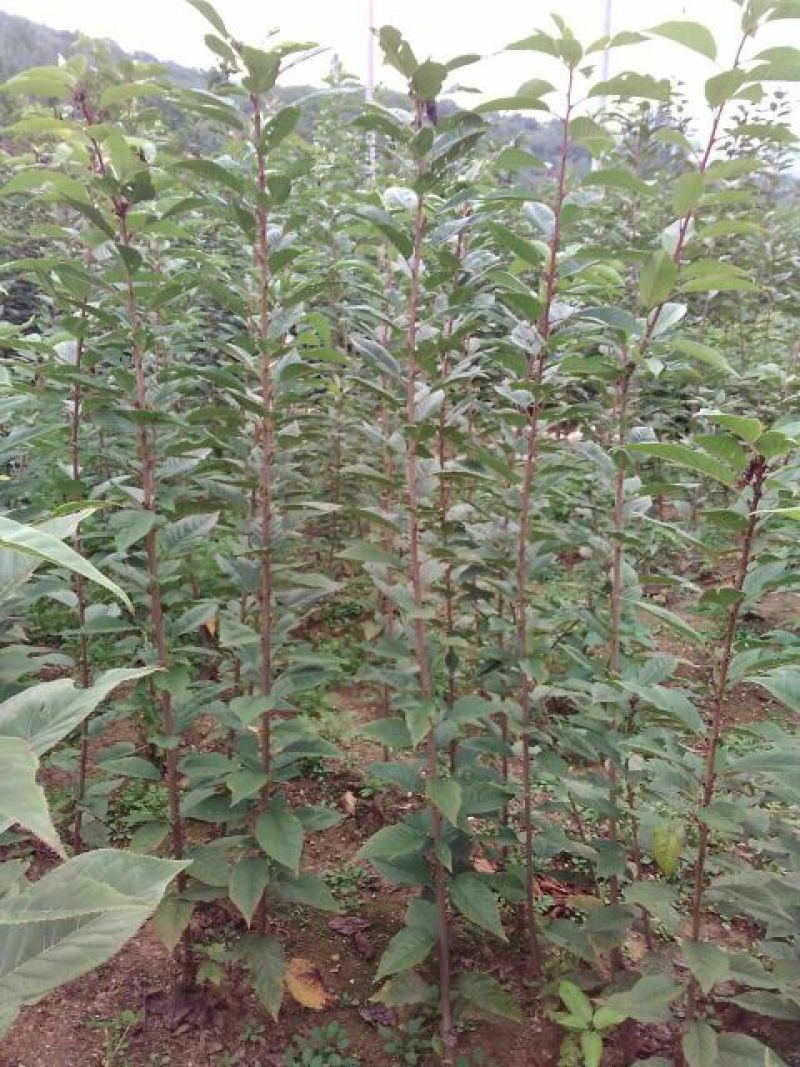 苹果树苗80cm以上