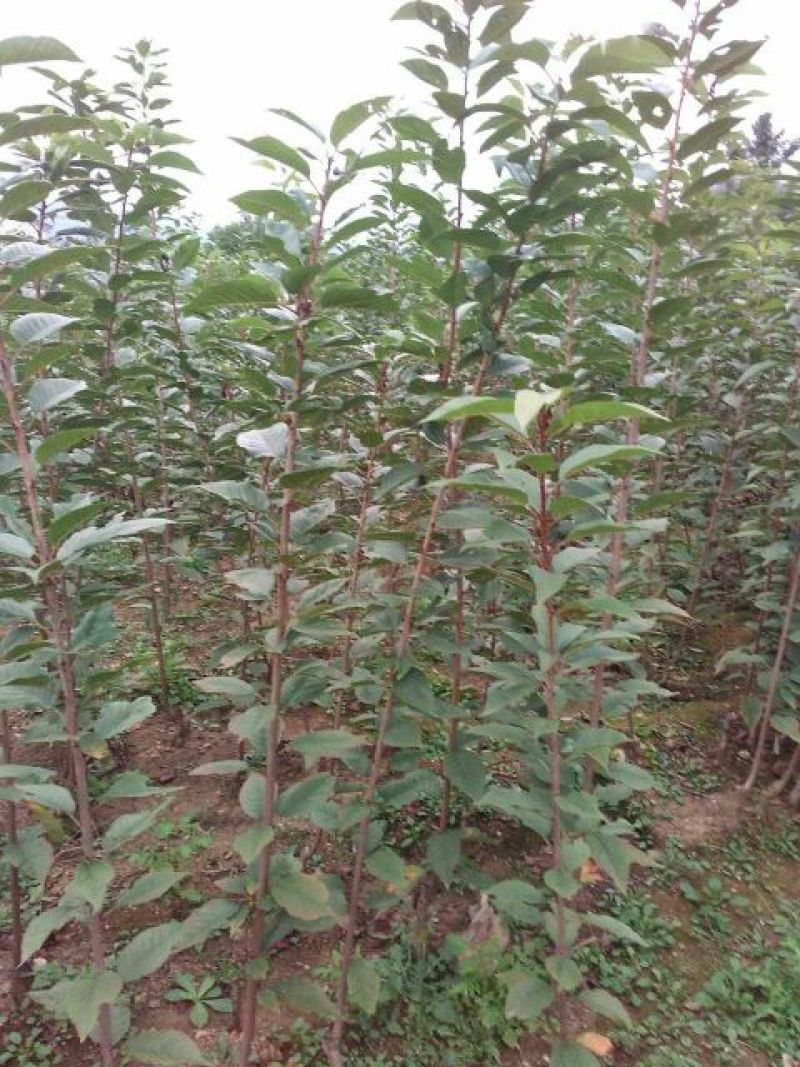 苹果树苗80cm以上