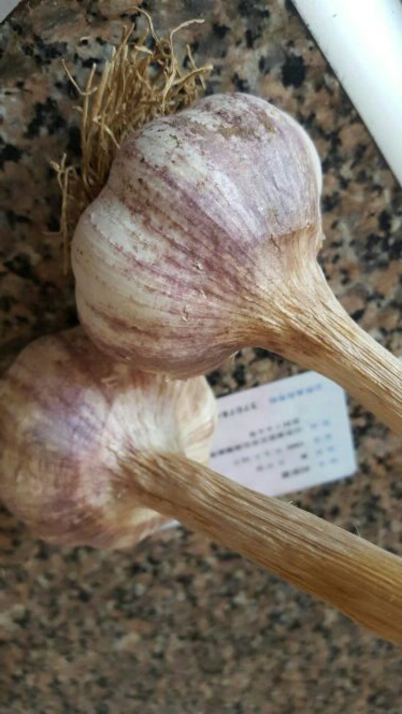 大蒜大量脱水蒜