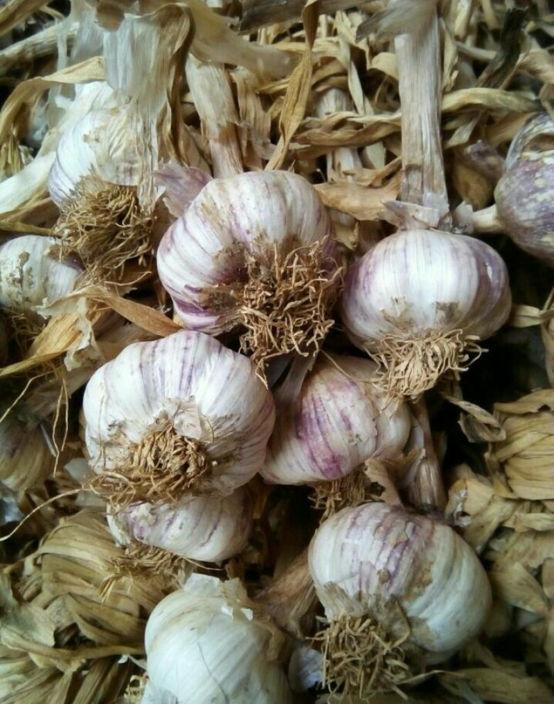 安丘红皮大蒜6cm~5cm干蒜