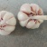 紫皮蒜混级统货干蒜
